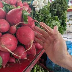 Huge radishes!