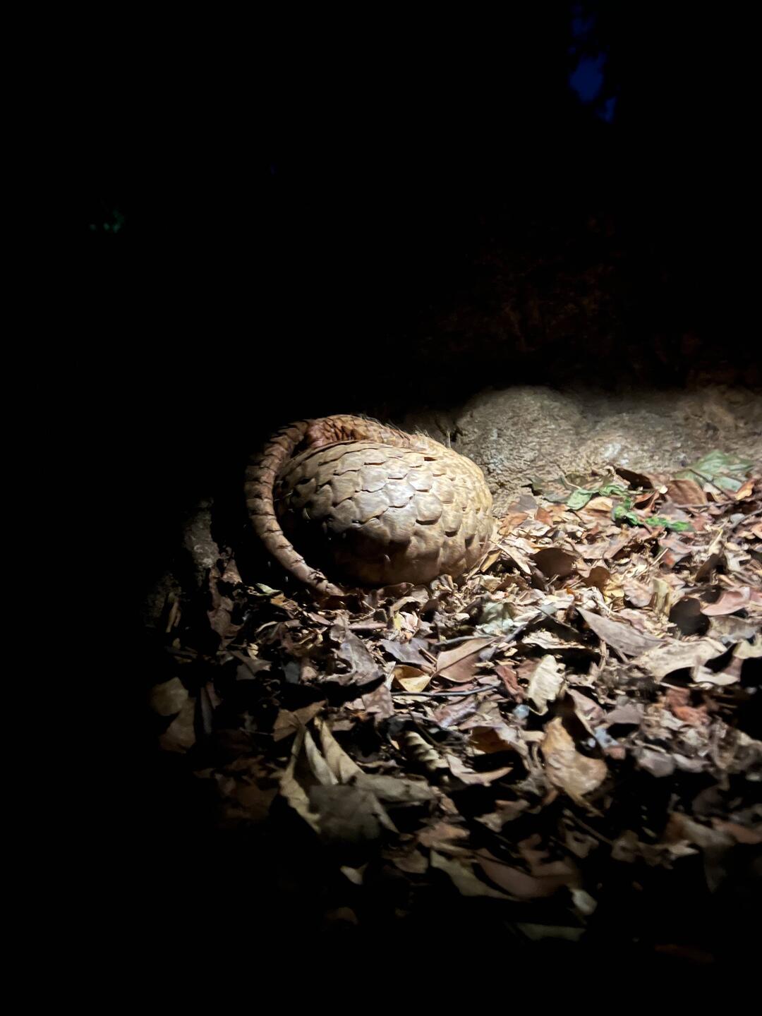 Pangolin