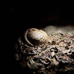 Pangolin