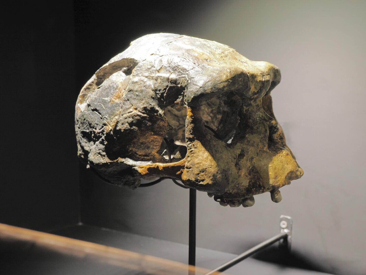 Sanigran 17, Homo Erectus