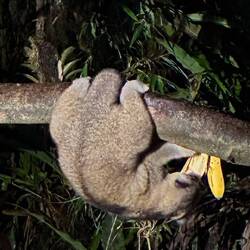 Le Kinkajou est un mammifère arboricole nocturne.