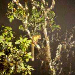 Il y a 4 espèces de Olingo. Le Olinguito est la dernière découverte sur ce site en 1995.