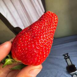 Die Erdbeeren auch 😇