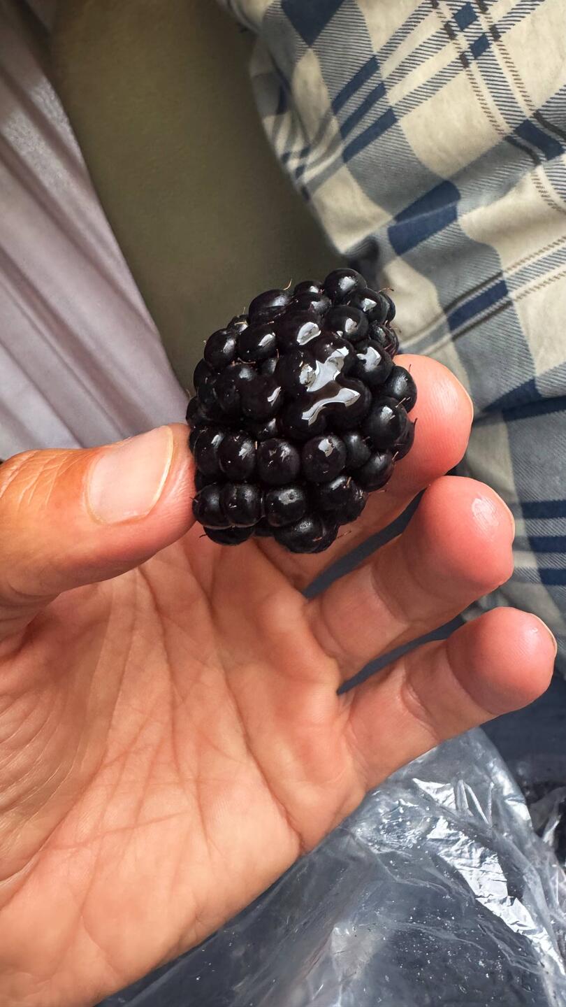 Diese Brombeeren vom Markt sind einfach sagenhaft! 🤤