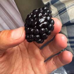 Diese Brombeeren vom Markt sind einfach sagenhaft! 🤤
