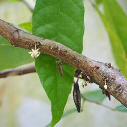 Kakao Früchte / Cocoa fruits