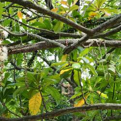 Am Äquator / At the equator