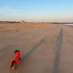 Hunde sind am Strand in Breskens zu jeder Jahreszeit erlaubt und willkommen.