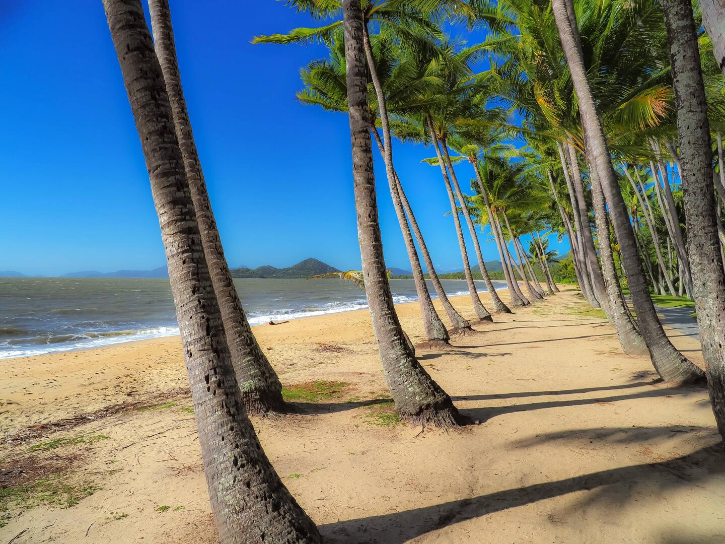 Iconic Palm Cove