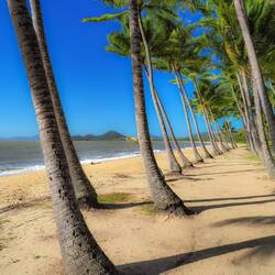 Iconic Palm Cove