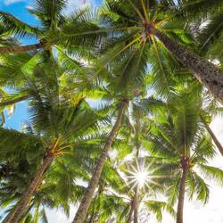 Soaring palms and green hues