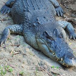 Big croc at Hartley's
