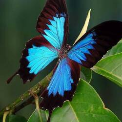 Ulysses butterfly