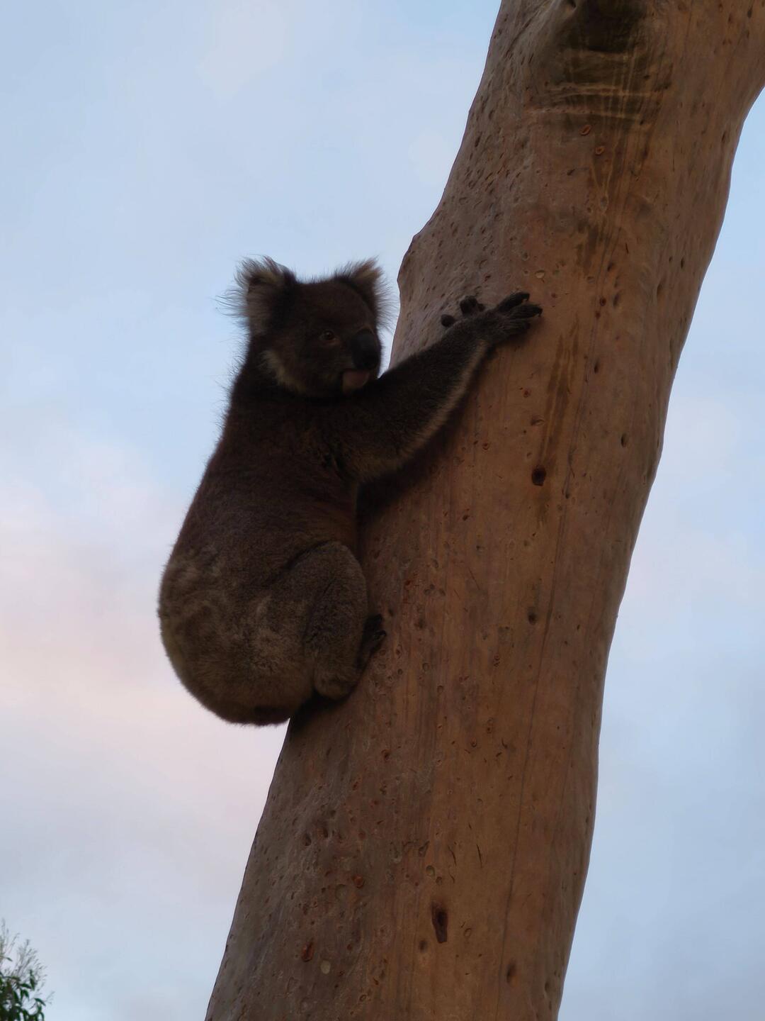 Allerliebst! Koala gestern Abend 😉😄