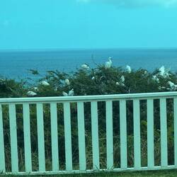 Reiher / Ibis , irgendwann mal per Wind hierher vertrieben , ursprünglich aus den südlichen US Staat