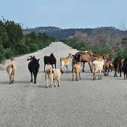NATÜRLICHE Strassensperre