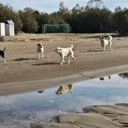 Viele hungrige Hunde