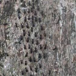 In 8er-Reihe marschieren