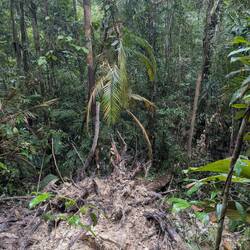 Der Weg ist kaum zu sehen