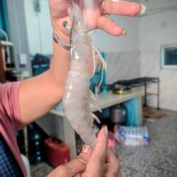 Ein Kilo für 12 Euro, sensationell.