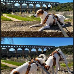 Dann wurden schon die Ohren angelegt und dann schnell runter