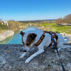 Nochmal auf die Mauer? Nicht mit Louie 😵