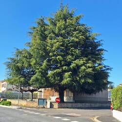 Vorgarten mit riesiger Himalaya-Zeder