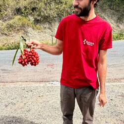 Erdbeeren (an Stiel gebunden)