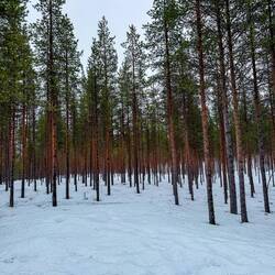 Zum verirren gebaut. Riesige Baumschulen 🌲
