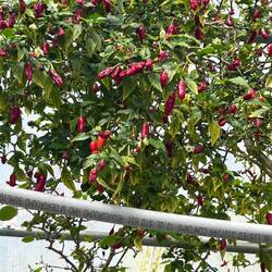 Tabasco peppers