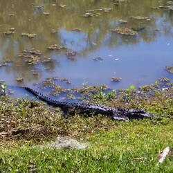 This is the only actual gator we saw at the gardens