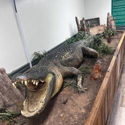 Legend has it. This is the gator that was at the gardens next to the Tabasco factory.