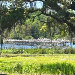 All those white things are egrets nesting