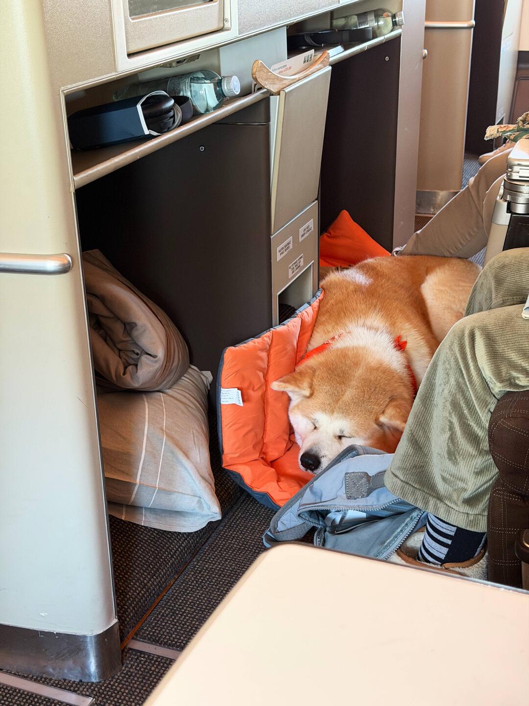 So e härzige Sitznachber hani auso no nie gha