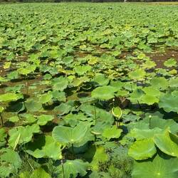 Huge lily pads and lotus flower buds 🪷