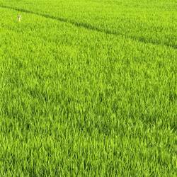 Storks heads poked out above the crops, disembodied, like white periscopes in a sea of green