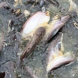 Unnatural numbers of huge fish in the canals.