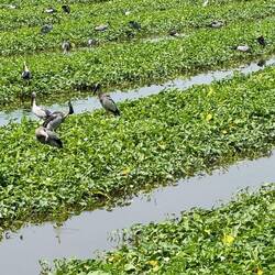 Asian Openbill storks are our constant companions as we roll through rural heartlands