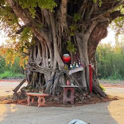 Strangled tree in the gloaming light on the outskirts of Ayutthaya