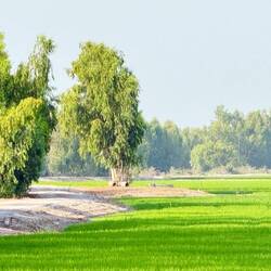 Afternoon passed by along dusty gravel roads following irrigation canals for enormous rice fields