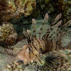 Feuerfisch - zum Glück sinds sehr gechillt gsi und nonig so invasiv wie au scho 🙈