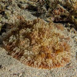 Irgend än Schnägg (tatsächlich au wänns luschtig usgseht)