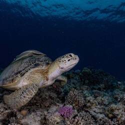 Schildkröte 🤩 mit Schiffshalter uf em Panzer