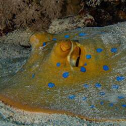 Blaupunktrochen 💙