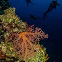 Korallen und im Hindergrund dä chillendi Nico (rächts im Bild)