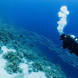 Schwarm Baracudas 🤩