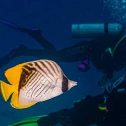 Fischi begleitet d Nadine