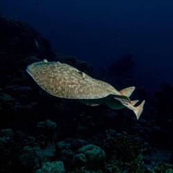 Torpedo-Zitterrochen: wie immer gilt nüt alange unter Wasser, aber dä Kolleg erst rächt nöd ⚡️⚡️⚡️