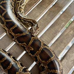 manche Sake werden in einem Glasbehälter mit Schlange aufbewahrt