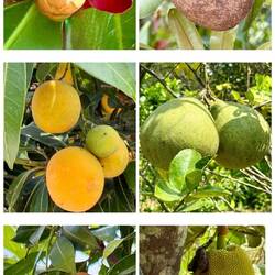 viele Früchte im Garten des alten Hauses